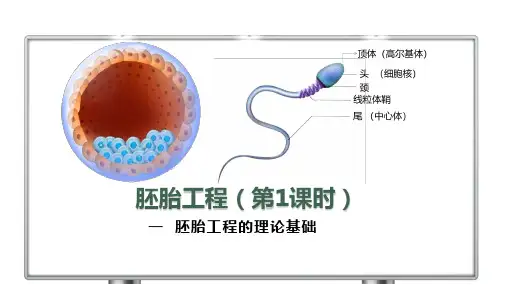 胚胎工程(第1课时)高二生物(人教版2019选择性必修3)