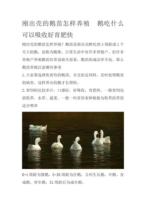 刚出壳的鹅苗怎样养殖  鹅吃什么可以吸收好育肥快