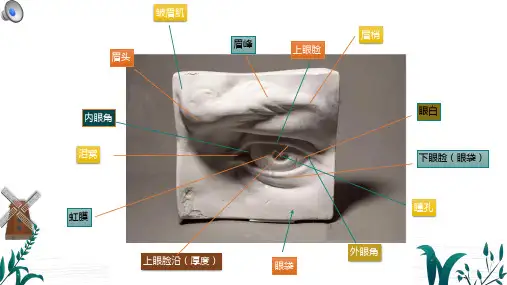 石膏素描讲解PPT教程课件