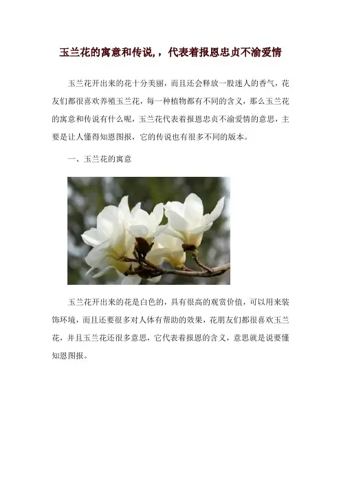 玉兰花的寓意和传说,,代表着报恩忠贞不渝爱情