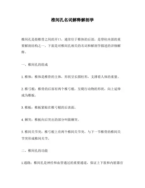 椎间孔名词解释解剖学