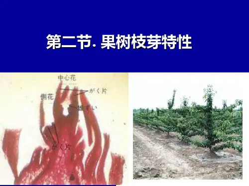 果树枝芽特性(网络资料)
