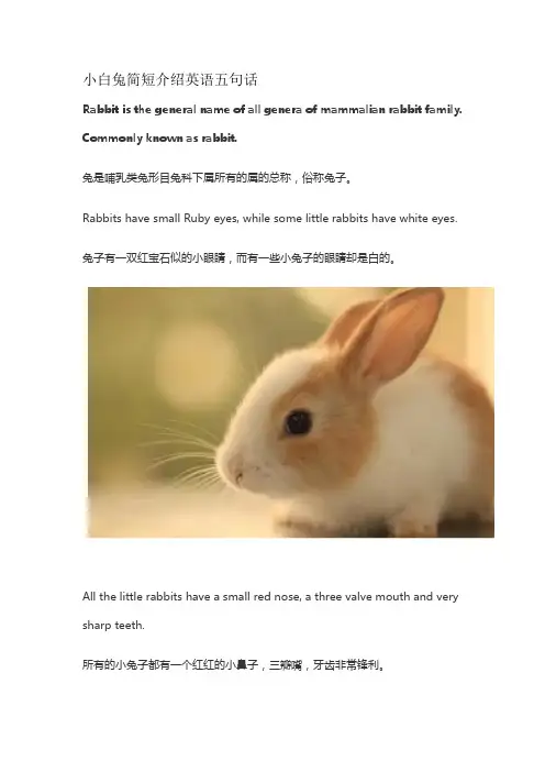小白兔简短介绍英语五句话