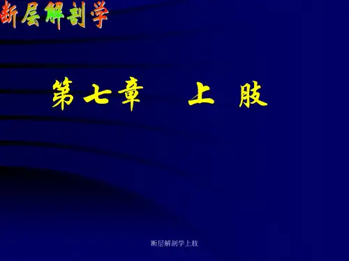 断层解剖学上肢 ppt课件