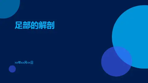 (医学课件)足部的解剖
