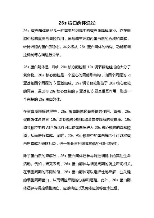 26s蛋白酶体途径