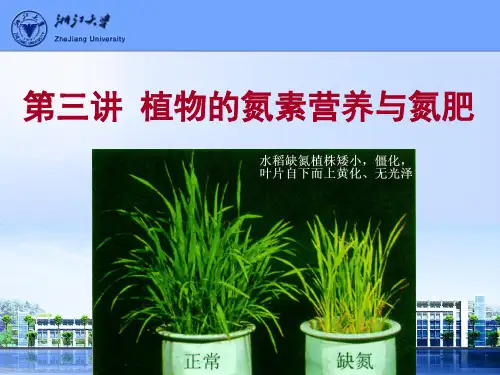 植物营养教学课件3植物的氮素营养与氮肥