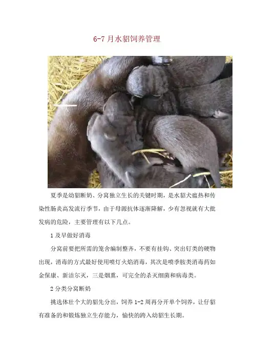 6-7月水貂饲养管理