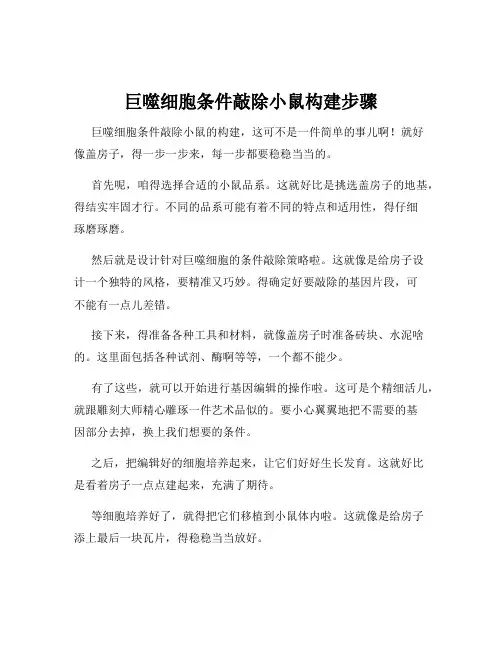 巨噬细胞条件敲除小鼠构建步骤
