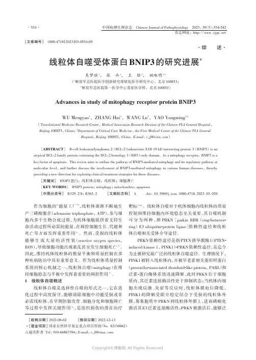 线粒体自噬受体蛋白BNIP3的研究进展