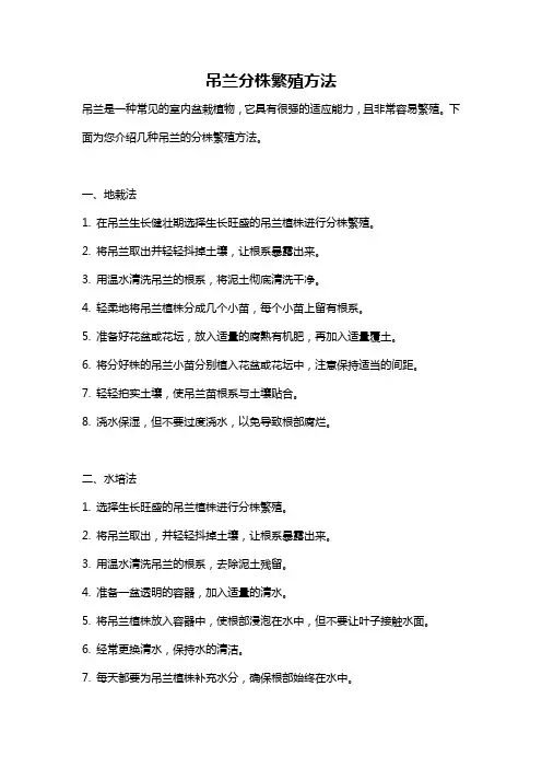 吊兰分株繁殖方法