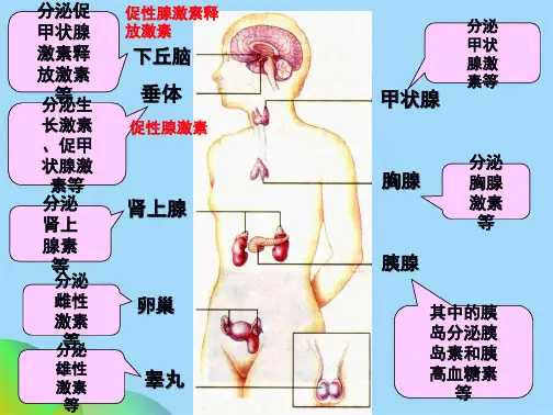 生物《通过激素的调节》课件(共40张PPT)