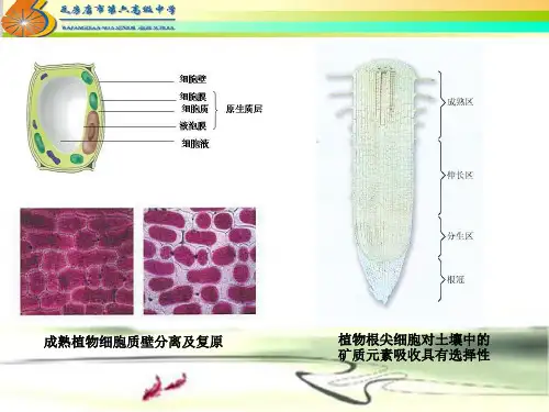 北师大版高中生物必修一细胞膜的结构(共21张PPT)(共21张PPT)