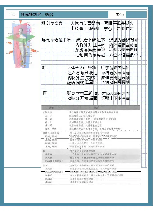 系统解剖学手写笔记