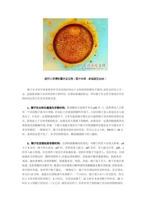 解析从受精到着床全过程(图)