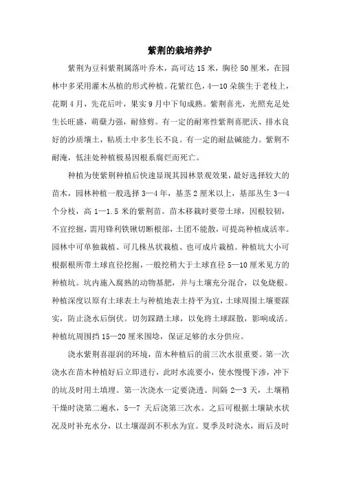 紫荆的栽培养护