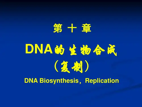 生物化学课件—DNA的生物合成(复制)