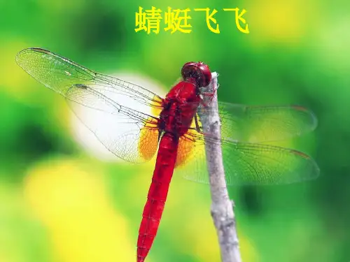 人教版二年级美术上册 《蜻蜓飞飞》课件(27张PPT)