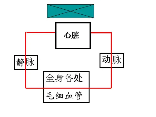 初中生物心脏课件