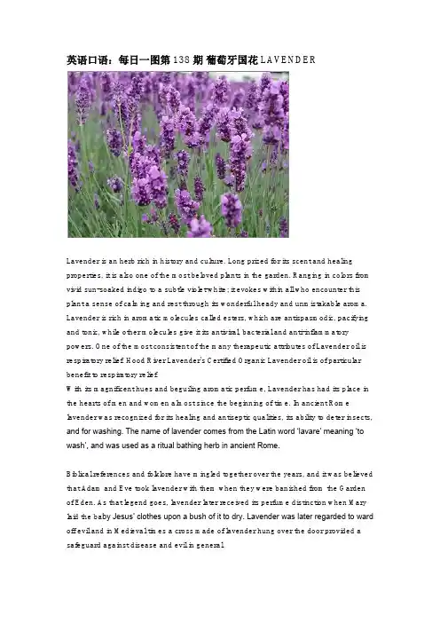 英语口语：每日一图第138期 葡萄牙国花LAVENDER