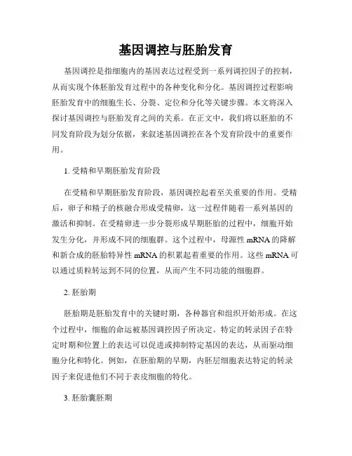 基因调控与胚胎发育