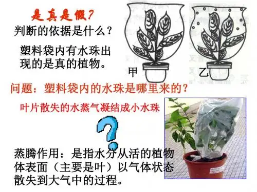 (新)浙教版八年级科学下册4.5《植物的叶与蒸腾作用》精品课件 (共23张PPT)