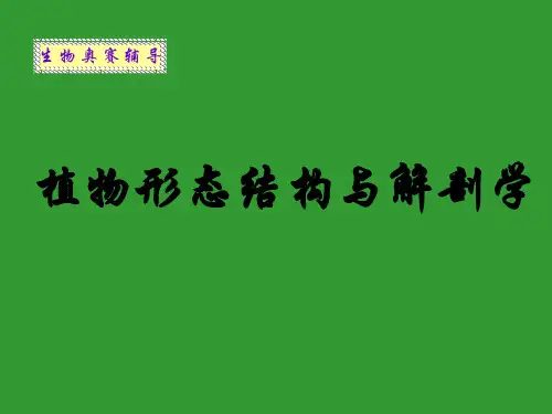 植物形态结构4茎(高中生物竞赛辅导课件)