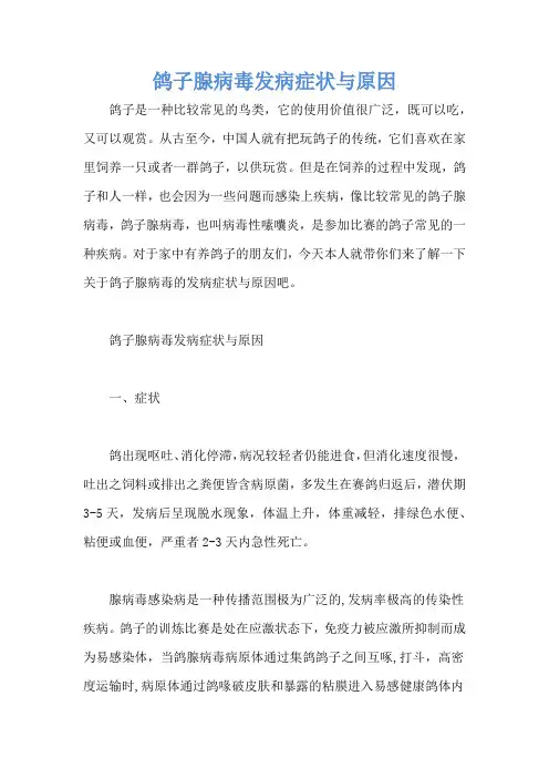 鸽子腺病毒发病症状与原因