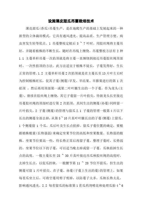 设施薄皮甜瓜吊蔓栽培技术