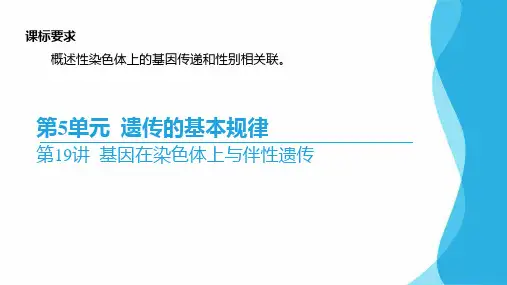 高三生物一轮复习课件第19讲基因在染色体上与伴性遗传