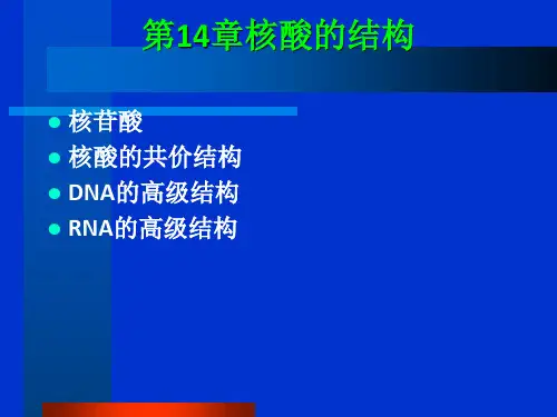 《核酸的结构》PPT课件 (2)