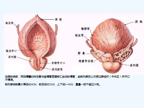 前列腺超声诊断