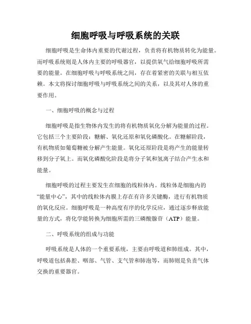 细胞呼吸与呼吸系统的关联