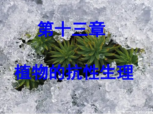 植物生理学ppt课件  植物的抗性生理