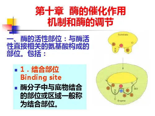 第十章 酶的催化作用机制和酶的调节