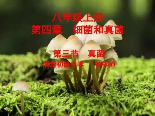 真菌PPT课件31 人教版
