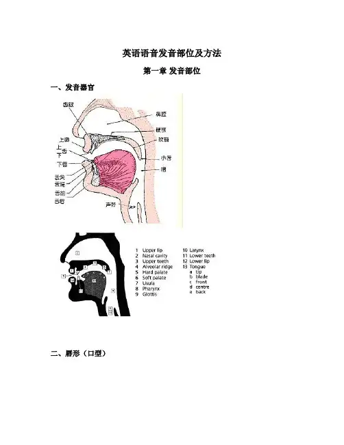 (完整版)英语语音发音部位及方法