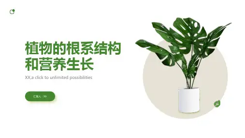 植物的根系结构和营养生长