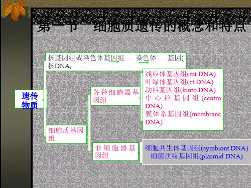 教学课件第十一章细胞质遗传