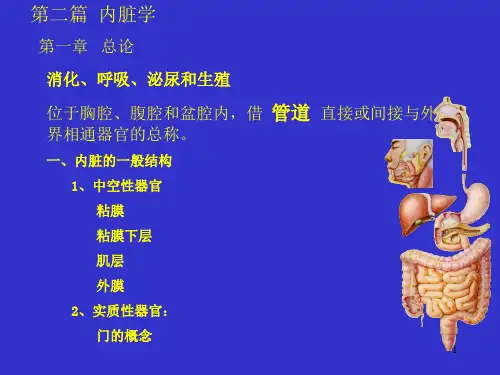 4消化系统-人体结构学