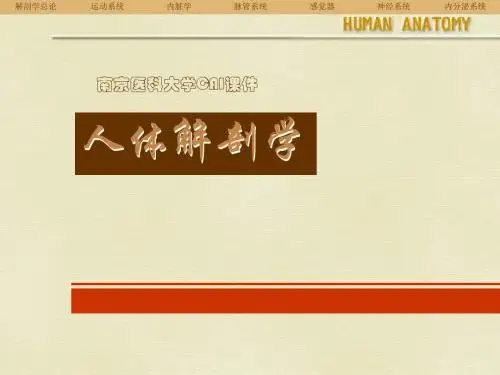 人体解剖学课件-神经系统课件