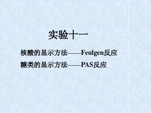 Feulgen染色