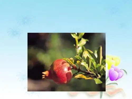 苏教版三年级语文上册ppt课件16 石榴PPT课件1