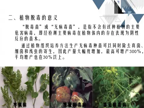 第三章植物脱毒技术