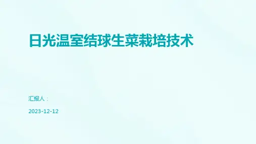 日光温室结球生菜栽培技术