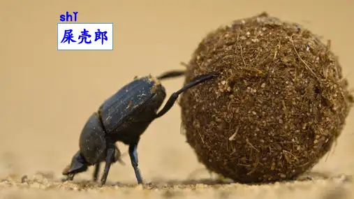 部编人教版二年级语文下册《我是一只小虫子》精品课件