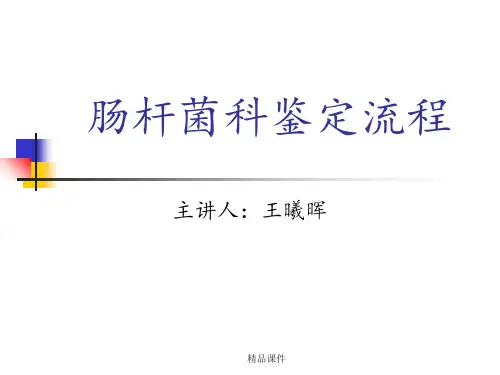肠杆菌科鉴定(全)
