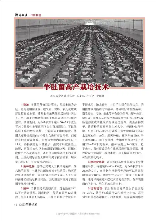 羊肚菌高产栽培技术