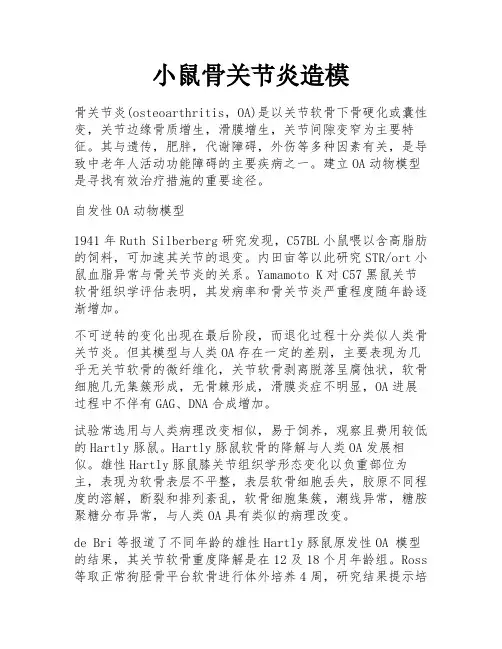小鼠骨关节炎造模