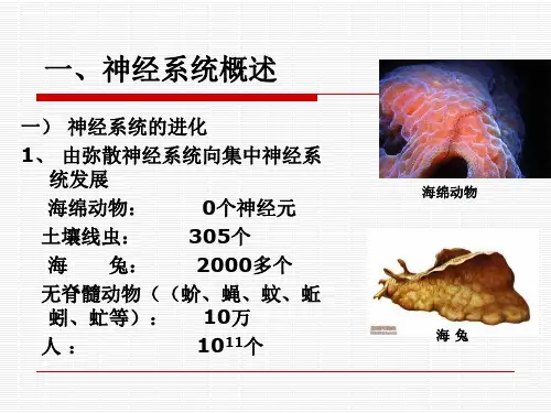 神经生物学第三章-神经元的结构和功能-课件1.ppt